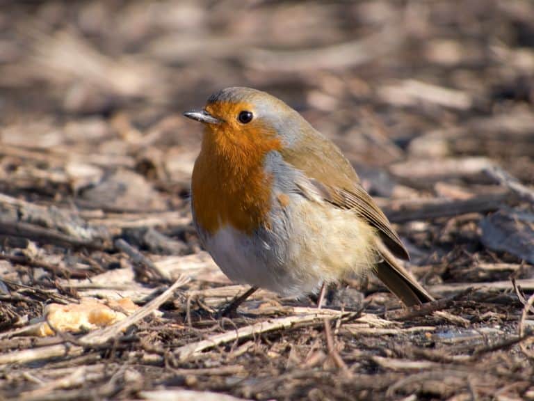 how to attract birds to your garden