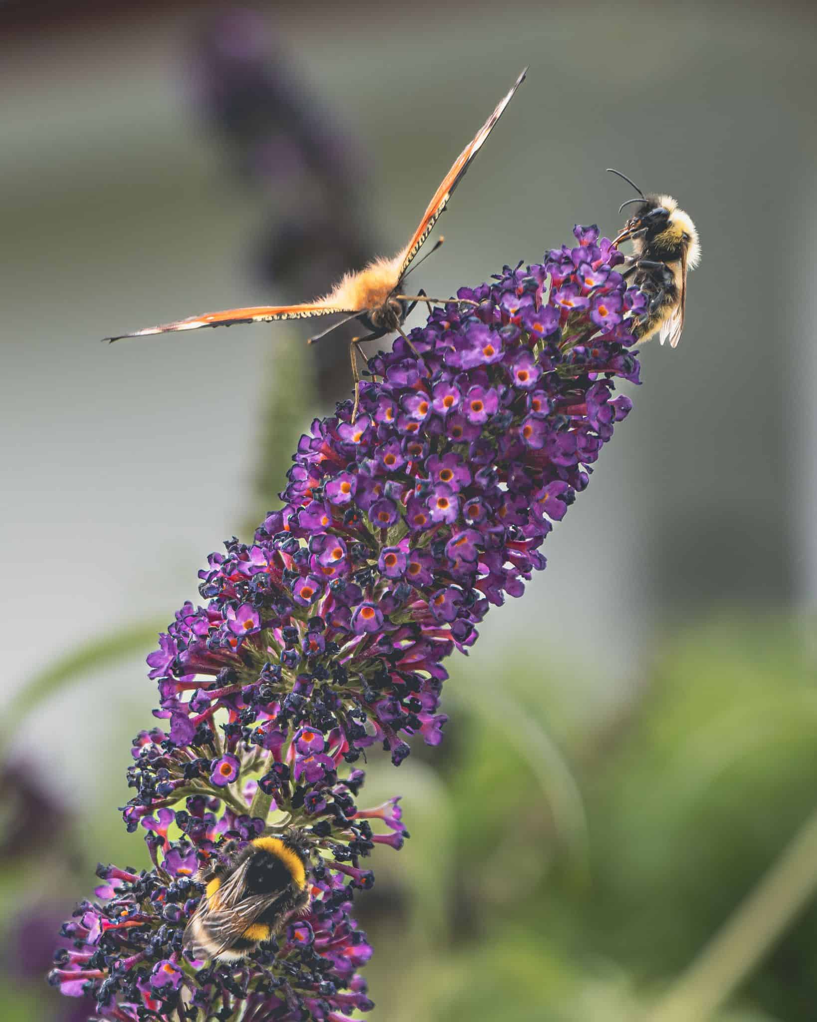 A vibrant scene of a butterfly and bees on a purple flower, captured outdoors in Berlin.