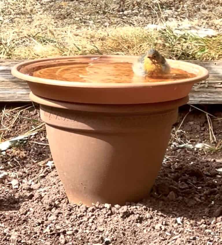 How to Make a Simple Bird Bath from Things You Already Have