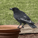 how to make a bird bath