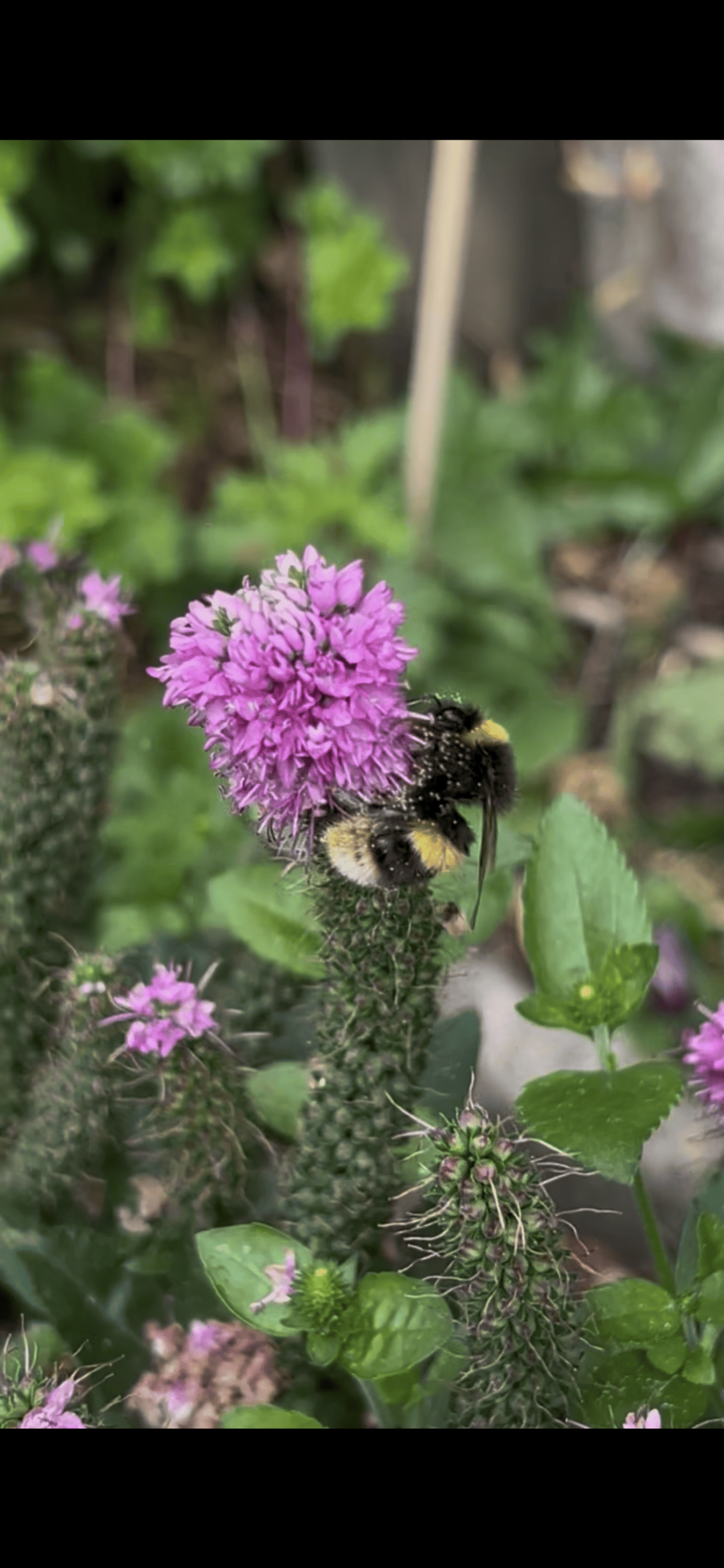 How to Attract Bees to Your Garden